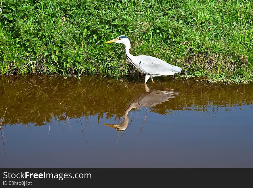 Grey Heron standing by some water. Grey Heron standing by some water.