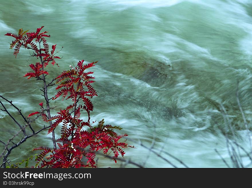 Red leaves