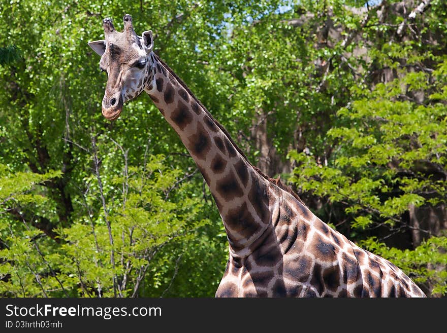 African giraffe in the ZOO