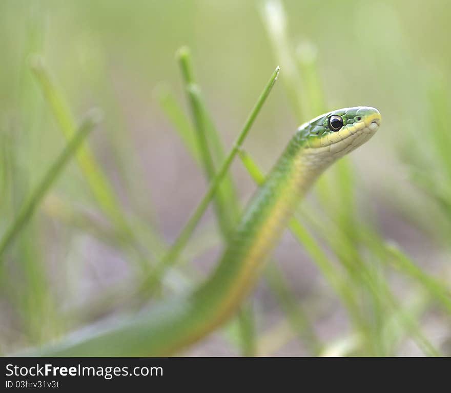 Alert Smooth Green Snake