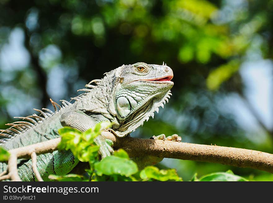 Image of Iguana on tree