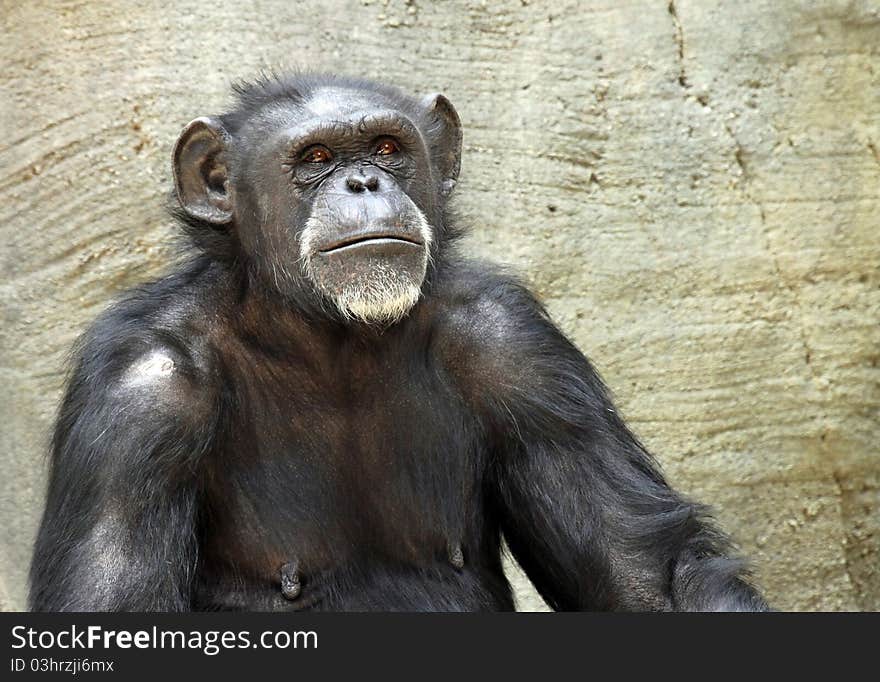 Close Up Portrait Of Chimp Looking Serious At Viewer. Close Up Portrait Of Chimp Looking Serious At Viewer