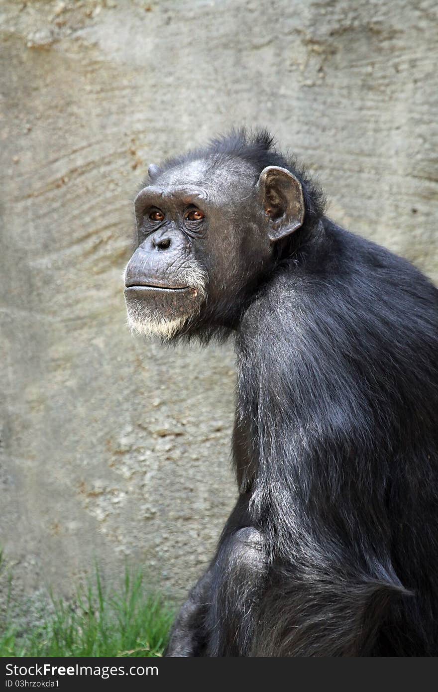 Close Up Portrait Of Chimp Looking Intently To The Left. Close Up Portrait Of Chimp Looking Intently To The Left