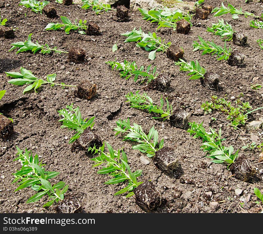 Bedding plants ready for planting. Bedding plants ready for planting