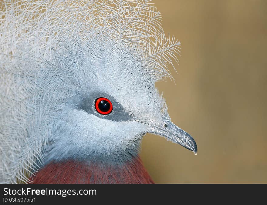 Close up Profile Portrait of Crowned Pigeon with tan background