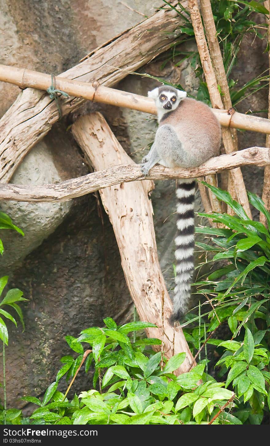 Beautiful lemur