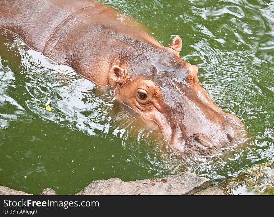 Hippopotamuses swimming in the pool