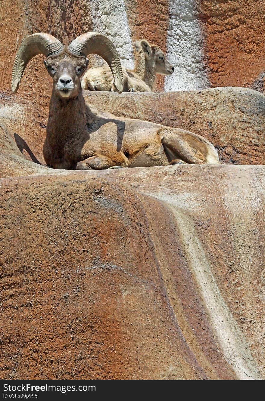 Desert Bighorn Ram Sitting With Lamb. Desert Bighorn Ram Sitting With Lamb