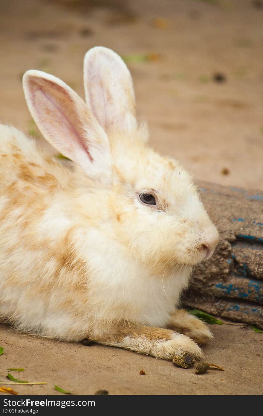 Cute Rabbit sit on the floor