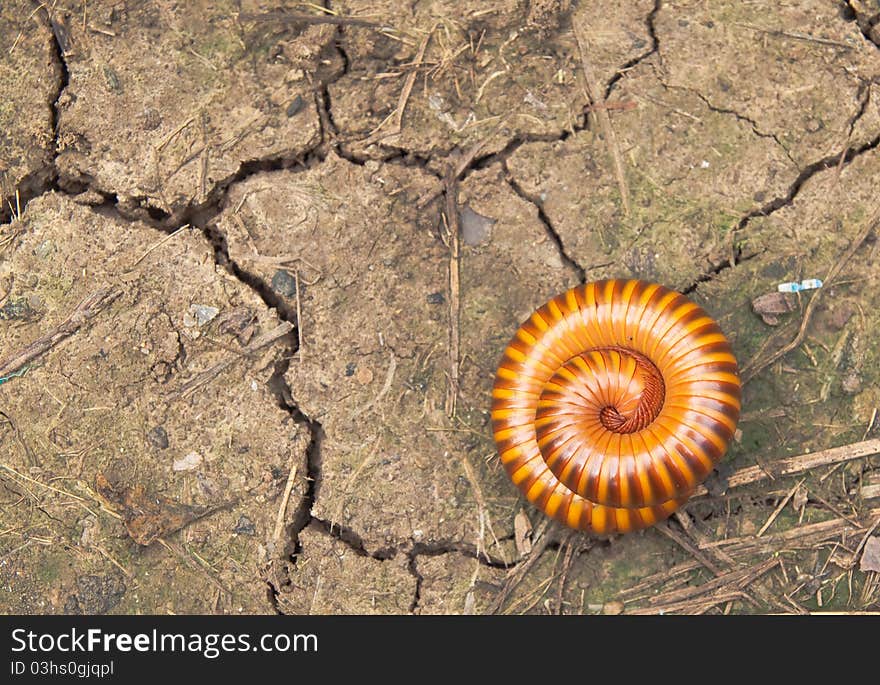 Tropical Millipede on the crack groung