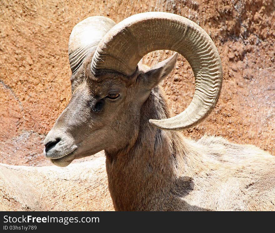 Close Up Profile Portrait Of Male Desert Big Horn Sheep. Close Up Profile Portrait Of Male Desert Big Horn Sheep