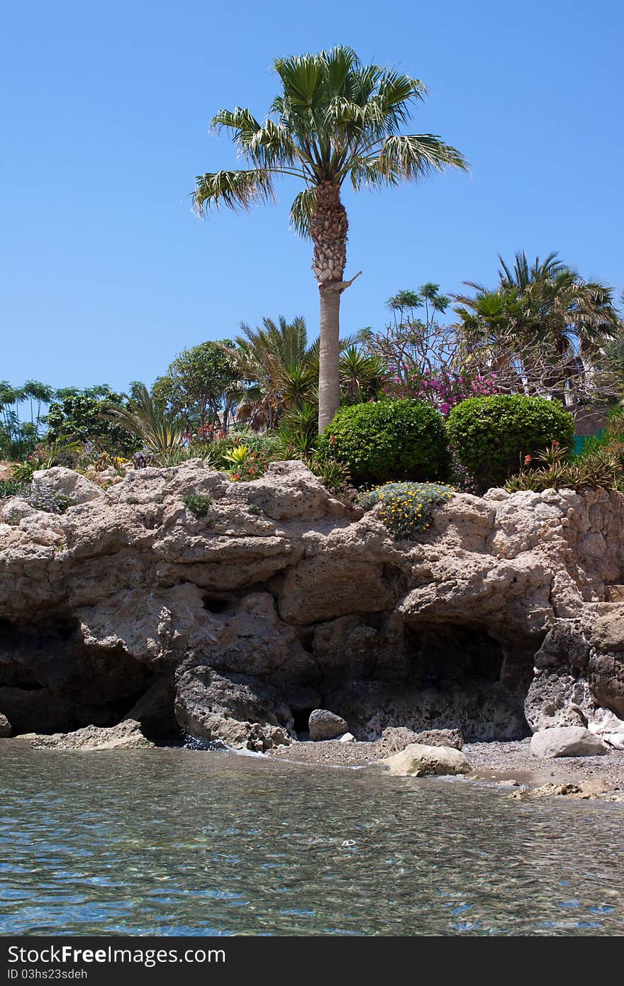 Palm trees and flowers on a rocky seashore. Palm trees and flowers on a rocky seashore