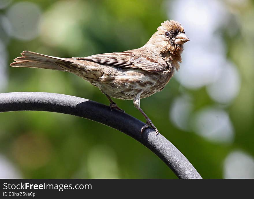 Close Up of Sparrow Perched on Curved Pipe