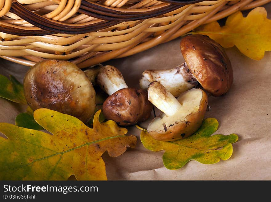 Yellow boletus