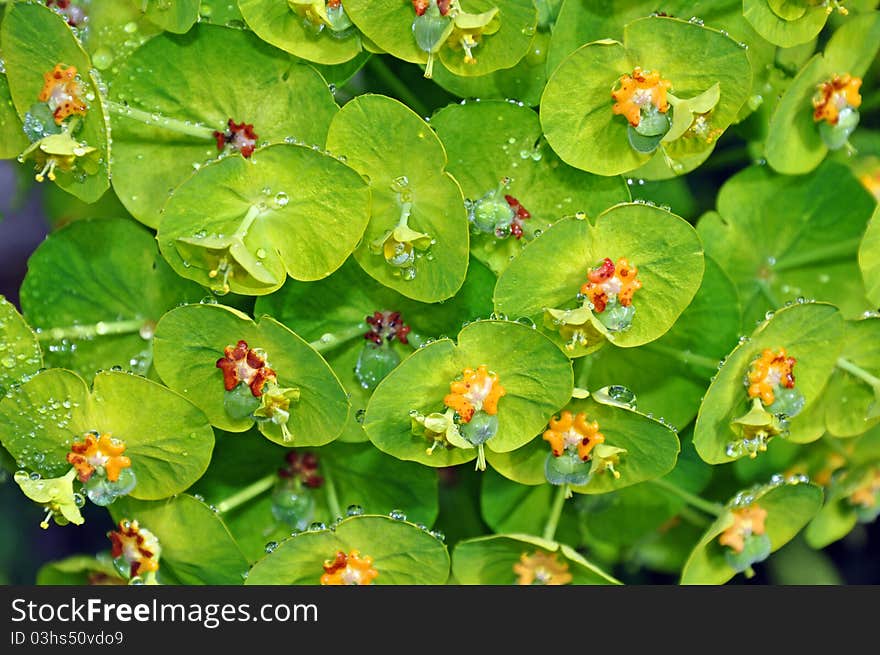 Mediterranean spurge