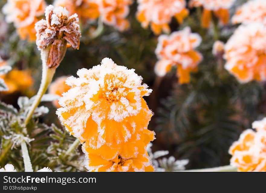 The orange flower covered with ice in the first days of winter. The orange flower covered with ice in the first days of winter