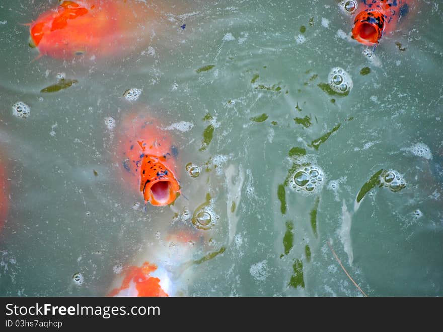 Orange Carp in a Pond