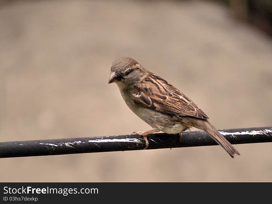 Bird perching on a black bar