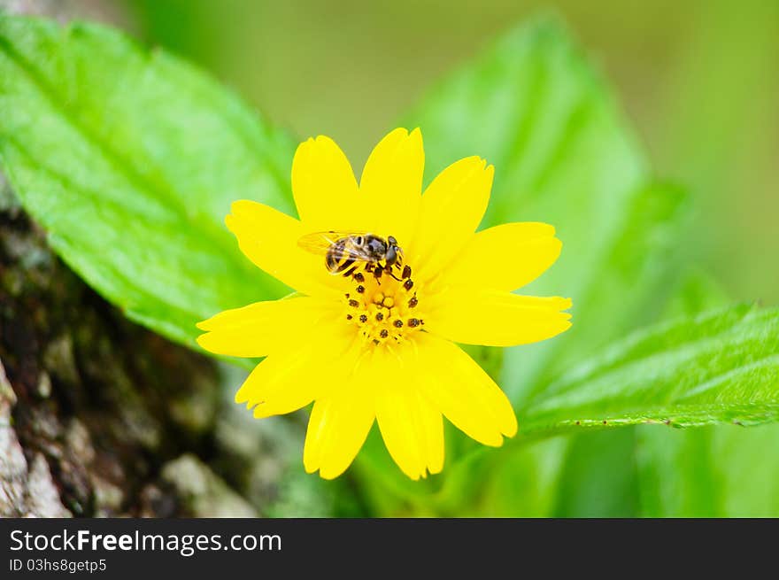 Image of bee and yellow cosmos flower. Image of bee and yellow cosmos flower