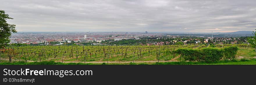 Vineyard on suburb of Vienna. Austria. Vineyard on suburb of Vienna. Austria