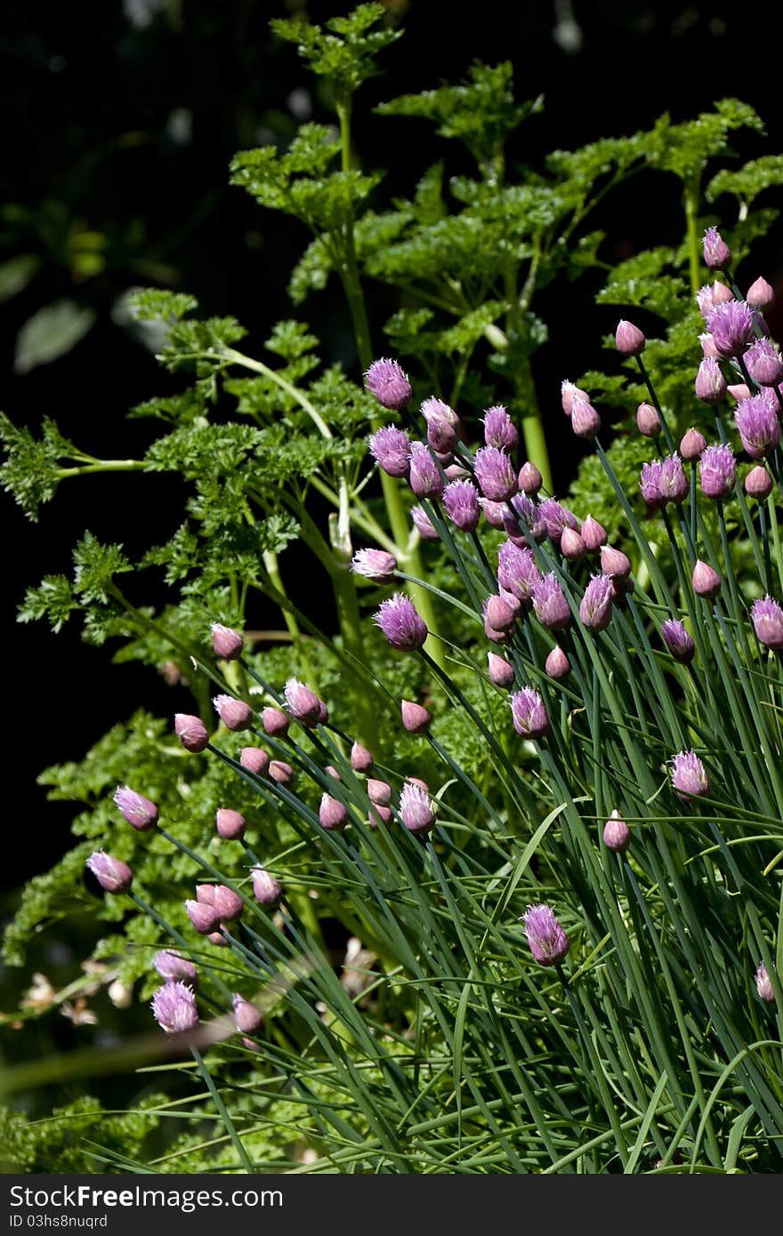 Chive blossums with parsley as a background