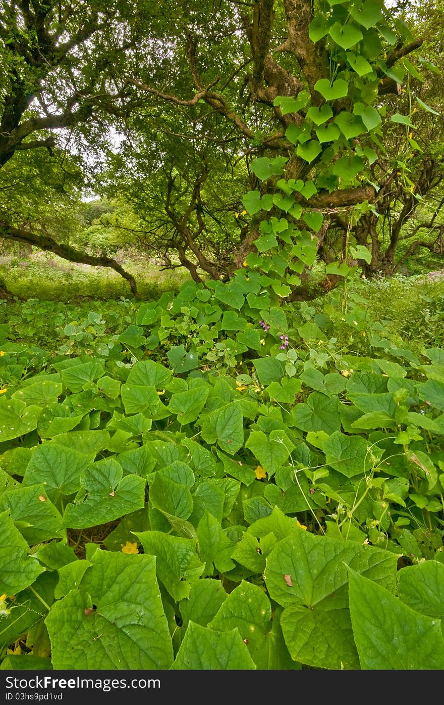 Landscape photo of Salalah forests, Oman. Landscape photo of Salalah forests, Oman