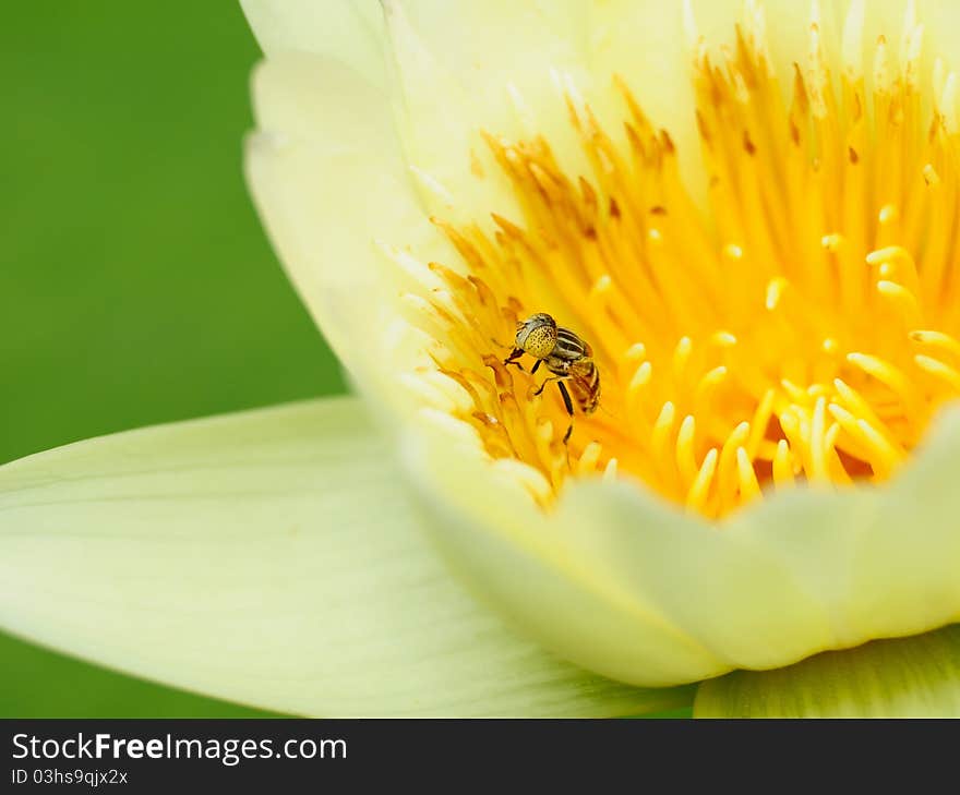 Image of bee and lotus flower. Image of bee and lotus flower