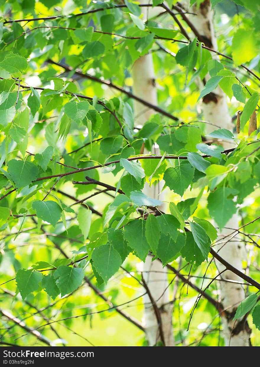 Trunks of young birch trees against a background of fresh green foliage.