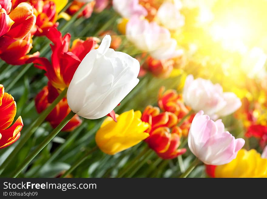 Colourful spring tulips on the field. Colourful spring tulips on the field