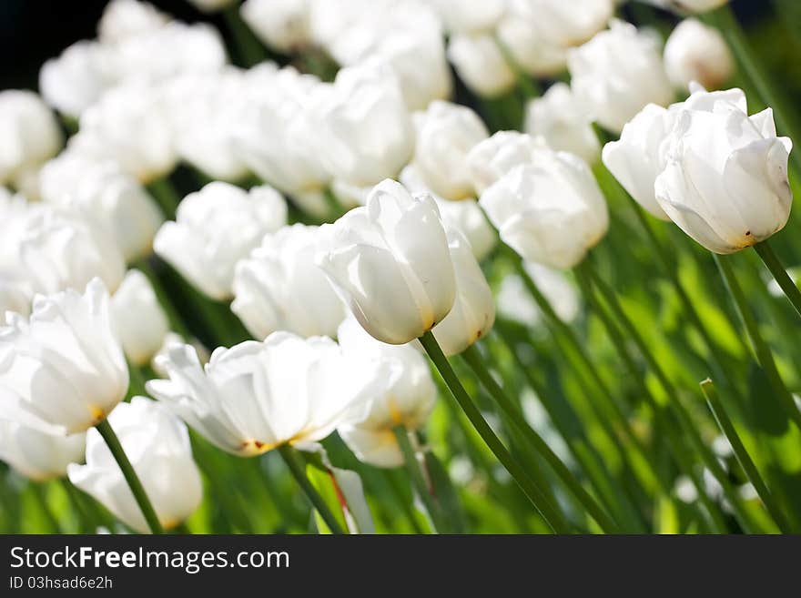 Colourful spring tulips on the field. Colourful spring tulips on the field