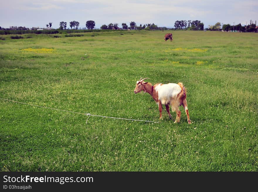 Linked goat on the field near the village