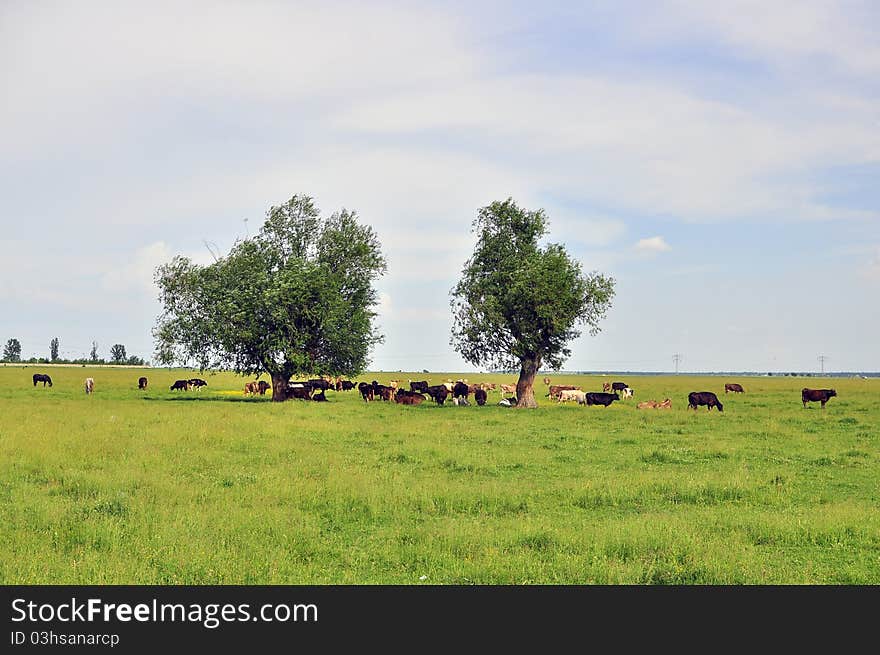 Still cow herd at the horizon