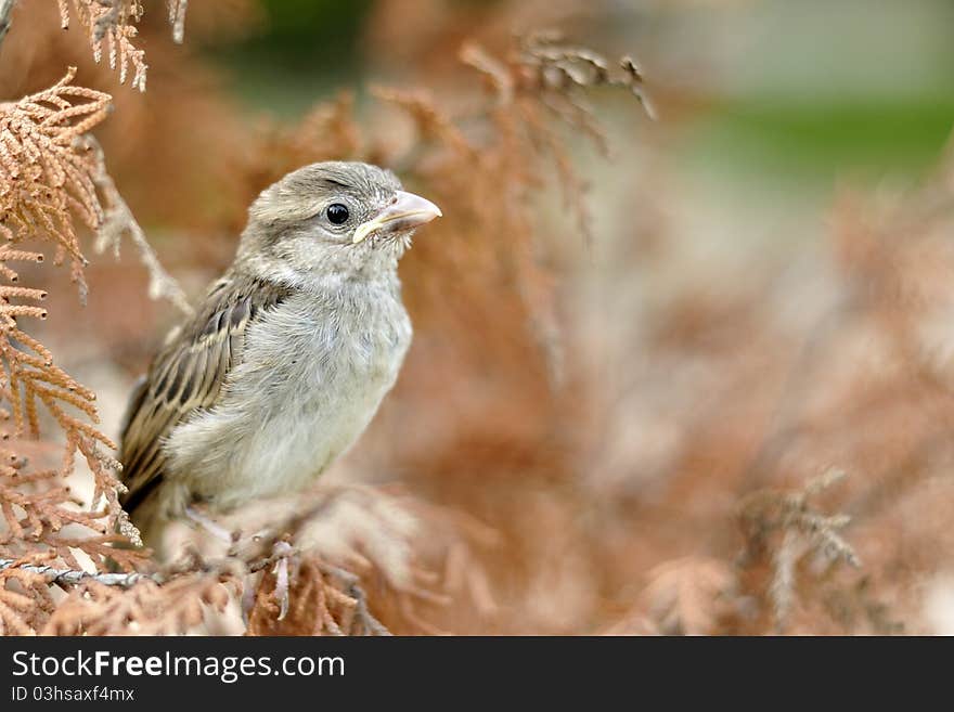 The lonely sparrow