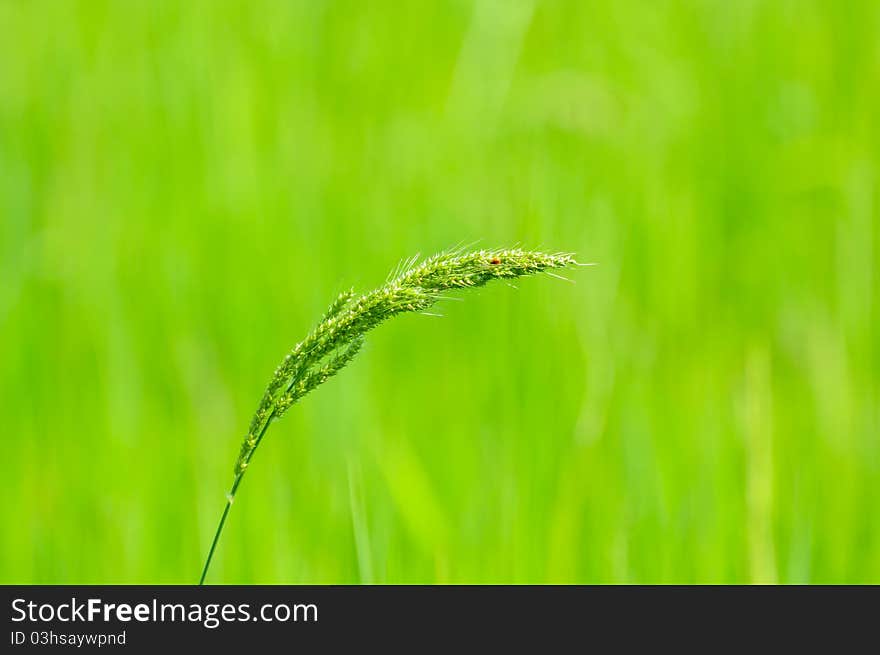 Image of green filed and grass flower