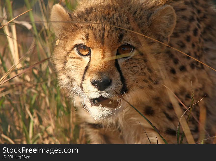 Cheetah cub