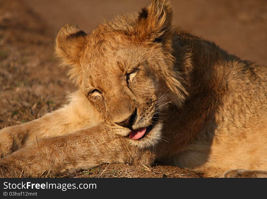 Lion cub having a siesta