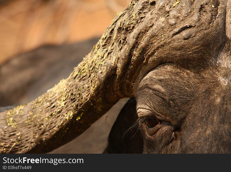 Closeup shot of a Buffalo head and horns