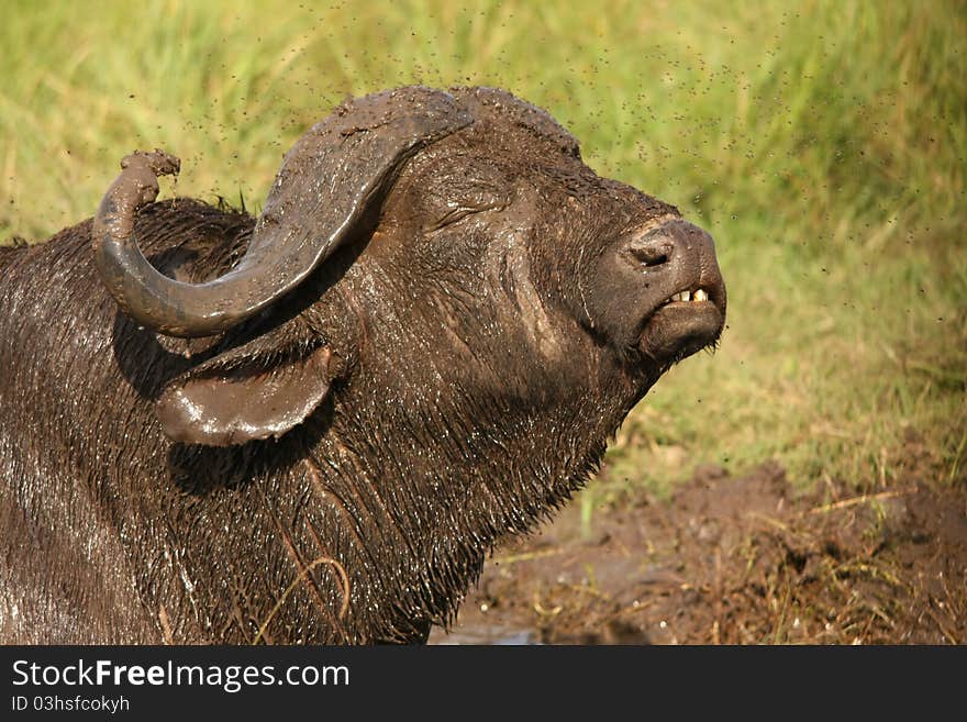 Buffalo