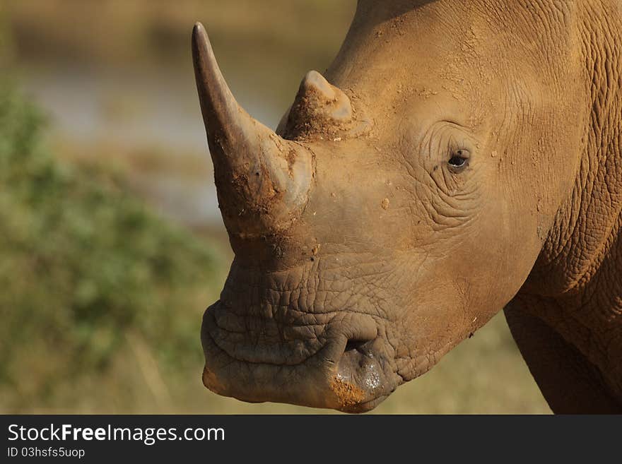 A Muddy Rhino on the plains of Africa. A Muddy Rhino on the plains of Africa