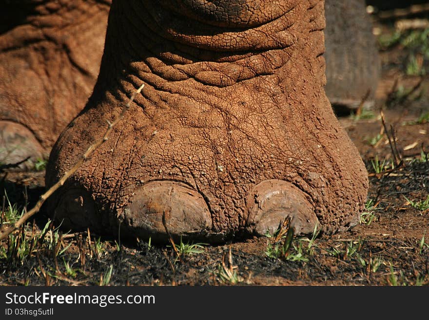 Elephant foot showing toe nails