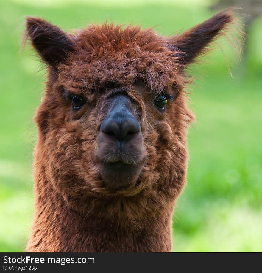 Portrait of a brown Llama (face)