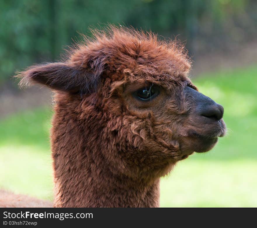 Portrait of a brown Llama (profile)