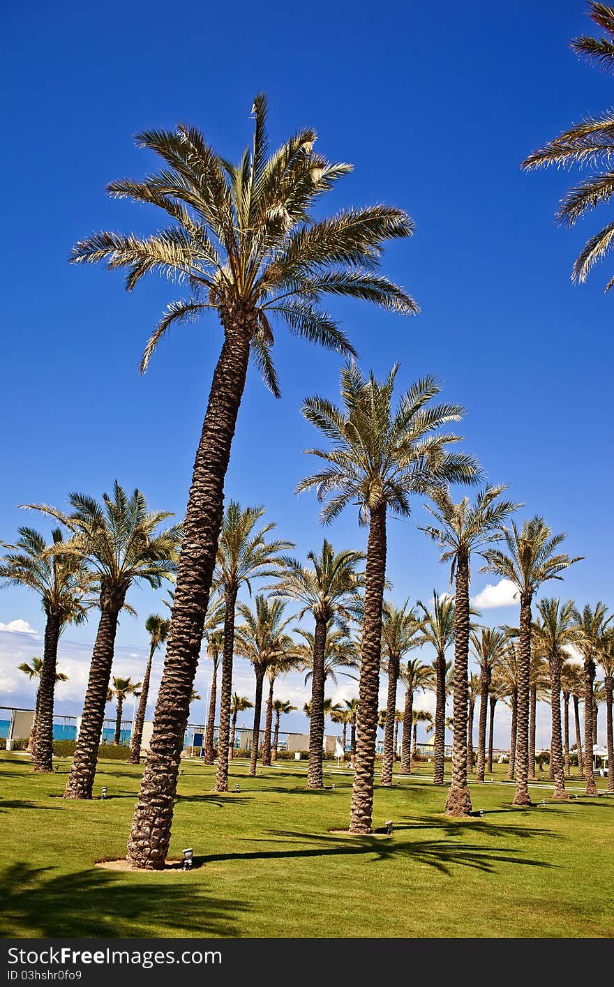 Palm tree row againbst blue sky