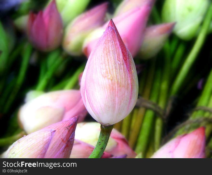 Lotus Bud