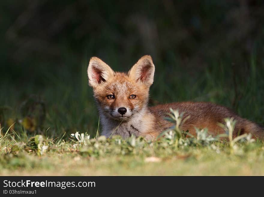 A red fox cub posing in the dunes