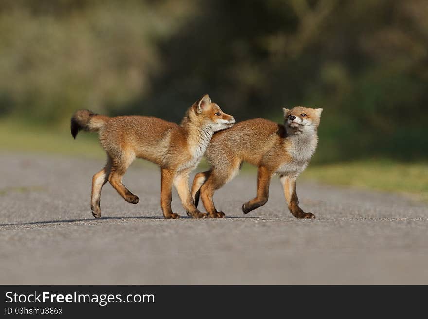 Red fox cubs playing