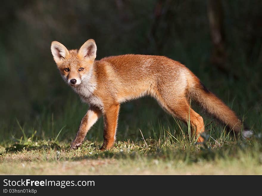 A red fox cub posing in the dunes