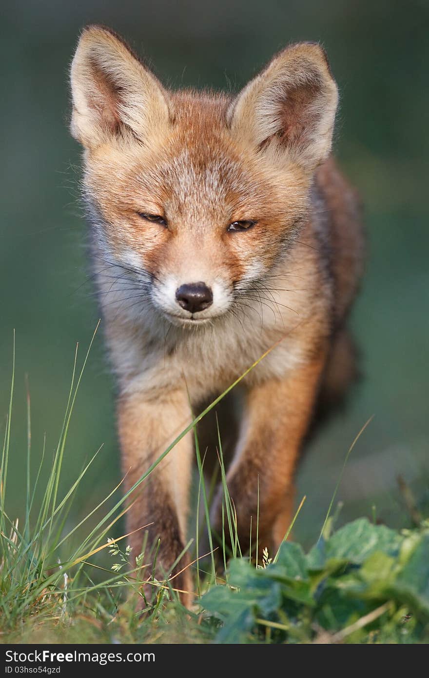 A red fox cub posing in the dunes