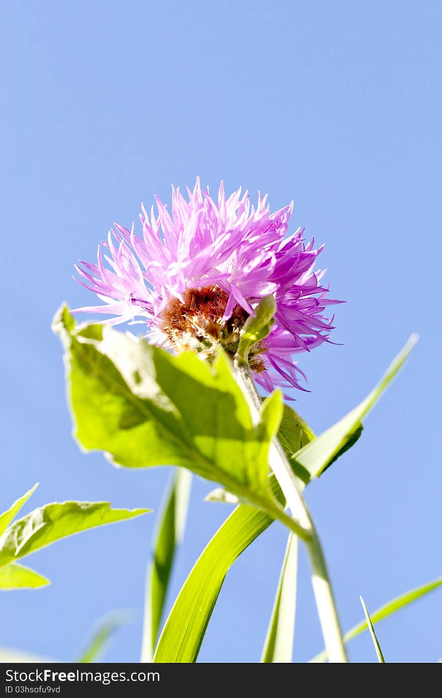 Lilac flower on a background blue sky