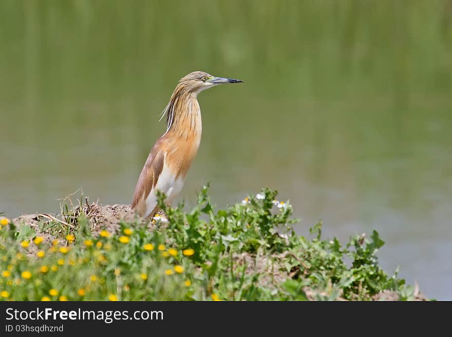 Squacco Heron